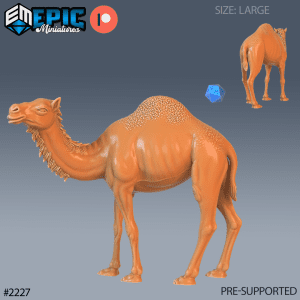 Camel Wild